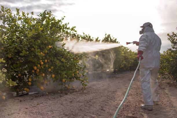 Best Pest Removal Services  in Grayson Vley, AL