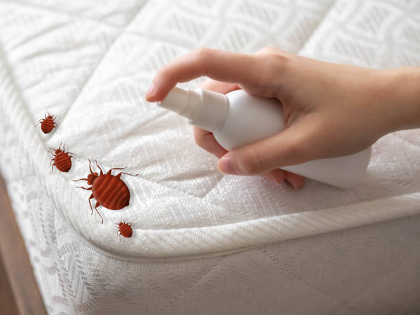 Professional Pest Control in Grayson Valley, AL