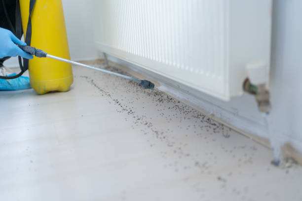 Best Cockroach Control Services  in Grayson Vley, AL