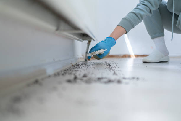 Best Insect Control  in Grayson Vley, AL
